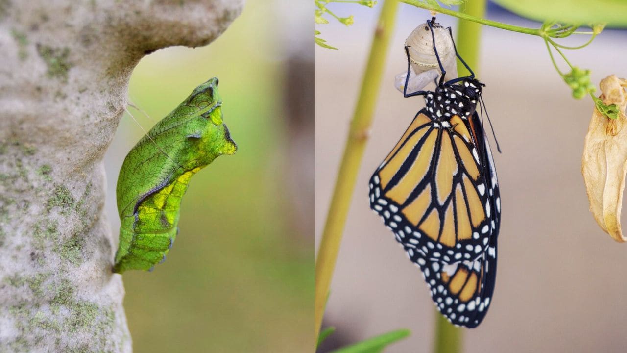 Ciclo de Vida da Borboleta: Metamorfose e Espécies