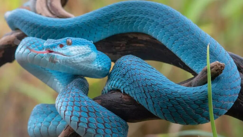 5 Interpretações de Sonhar com Cobra Significado Bíblico por Cores