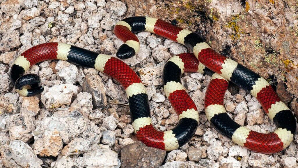 Sonhar com Cobra Coral Significado Bíblico