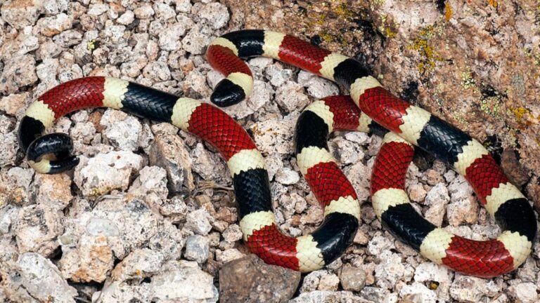 Sonhar com Cobra Significado Bíblico: entenda os sinais espirituais