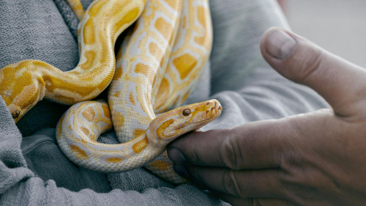 O Que Significa Sonhar com Cobra Viva: Significados e Diferentes ...